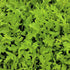 Rocket Salad Seeds (Arugula)